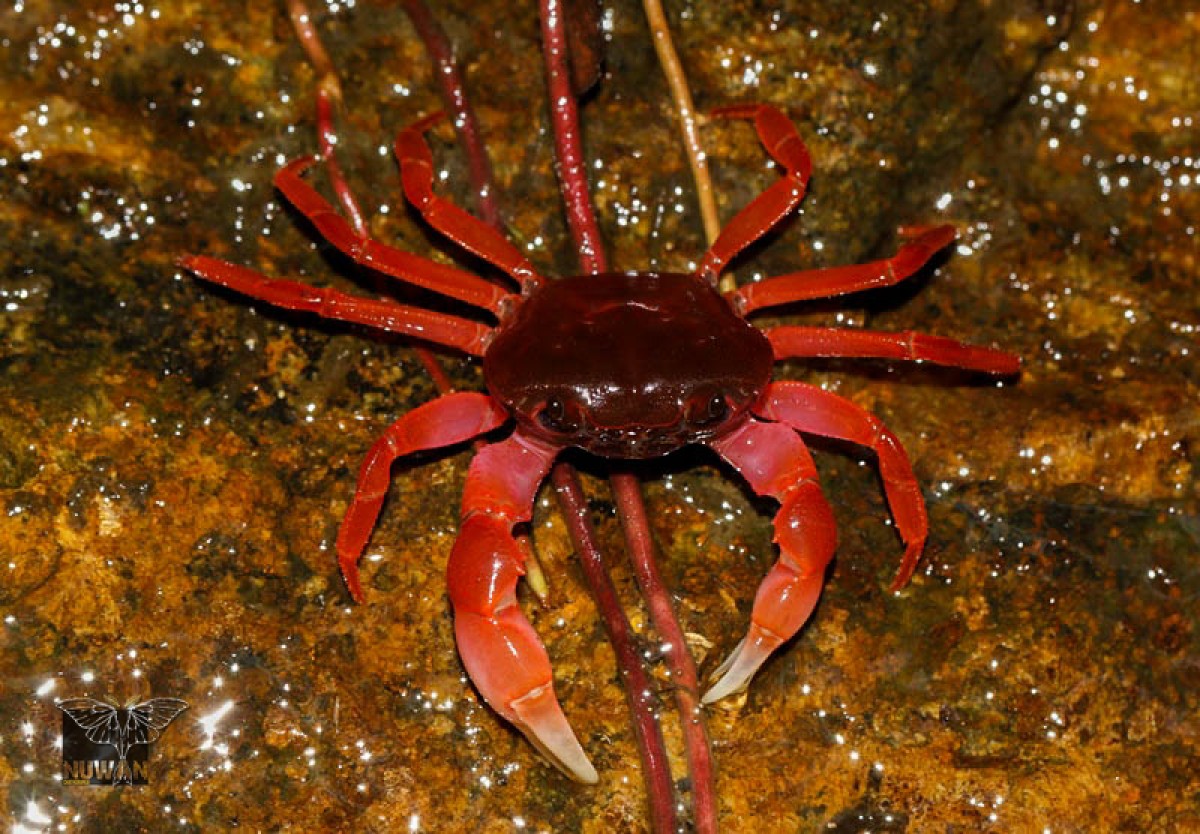 Ceylonthelphusa sanguinea Ng, 1995